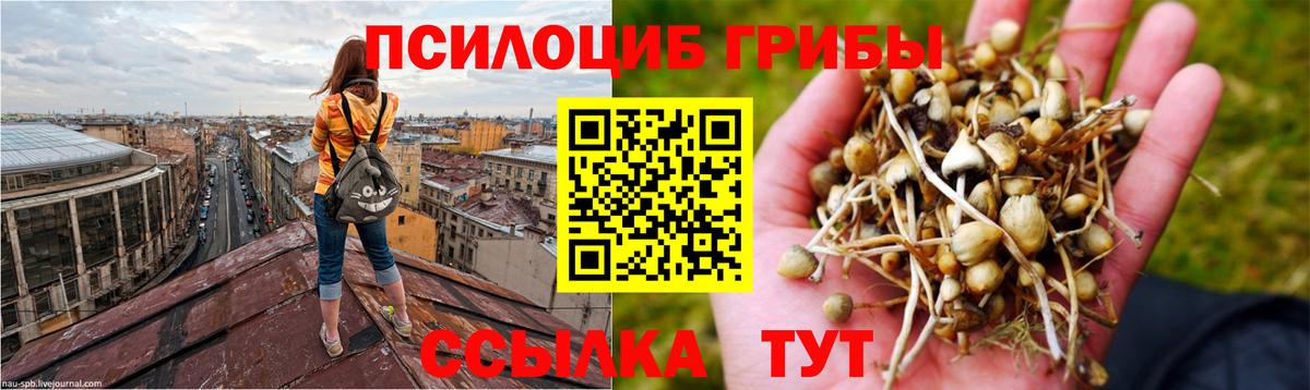Егорьевск  Псилоцибиновые грибы мухоморы  Вход с VPN 
